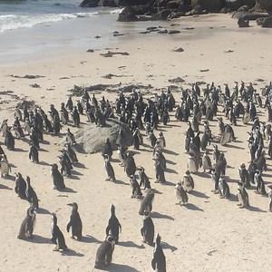 To celebrate World Penguin Day, we are highlighting the work of National Geographic Explorer, Mélanie Wenger. “I am a visual storyteller questioning for a decade the relationship between human and animals. With the support of the National Geographic Society, I documented the story of the last African penguin colony in South Africa resisting extinction. In my work, I use storytelling to better comprehend the effects of wildlife tourism on a species already threatened by climate change and overfis