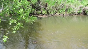 A duck with small ducklings swims in a river or pond. The camera follows the birds. Mallard duck male diving in water. Mallard duck feeds in dark water. Stock Video