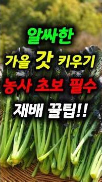 갓재배방법(파종~수확까지) #가을갓 #갓키우기 #돌산갓 #갓파종시기 #9월텃밭작물 #9월심는작물 #김장갓 #갓재배 #텃밭가꾸기 #주말농장 #초보농사 #gardening