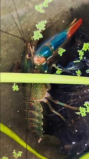 Australian Red Claw Crayfish Eating Aquatic Plants