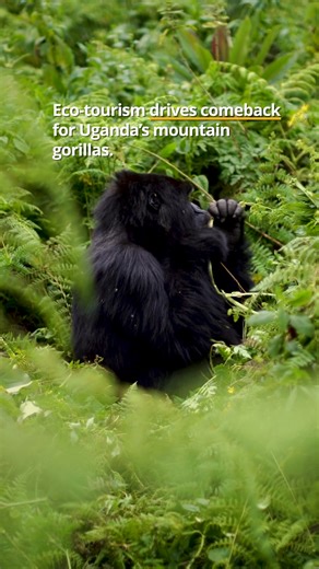 The impact of dedicated conservation is clear in the 🇺🇬 Uganda forests where gorilla populations are making a comeback. 🦍 The benefits of eco-tourism have transformed the Bwindi Impenetrable National Park, which is home to almost half the world’s population of mountain gorillas, turning former poachers into dedicated conservationists, and pushing the gorilla population to over 1,000 individuals. This improvement changed their IUCN status from critically endangered to endangered. 📈 The benefi