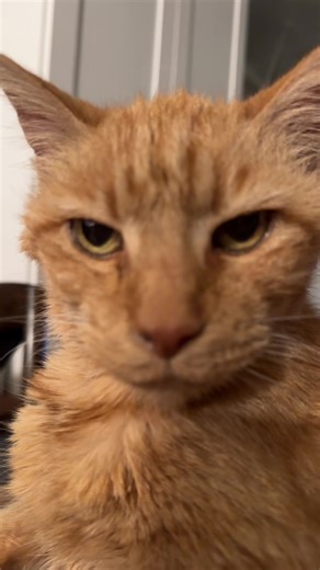 my 18 yo cat w no tail 😫😫😫 #orangecatsoftiktok #fyp