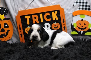 Soroya - Basset Hound Puppy 8495FD