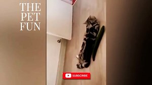 Funniest Cat Videos Ever: Try Not to Laugh Challenge!