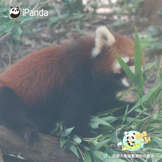 Giant pandas, an umbrella species, not only share their habitat but also share their food with the red pandas. #HiPanda #ChengduPandaBase #PandaTime #WildlifeParadise #redpanda For more panda information, please check out: https://en.ipanda.com | iPanda