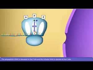 Detailed Animation on DNA translation