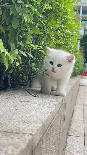 Beautiful Cat Videos Compilation | Lovely Pet Moments