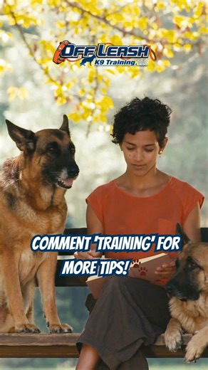 Looking for a dog that’s eager to learn? 🐶 Here are the top 3 most trainable breeds — can you guess who’s #1 👇 #OLK9 #DogTraining | Off Leash K9 Training: Northern Delaware