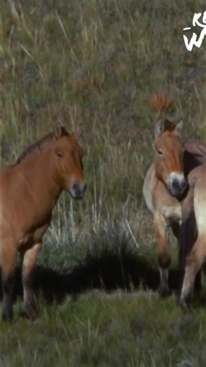 Tension rises as unsettled Khan moves his mares, encountering several herds in the river valley. Four young stallions fix their gaze on the mares, hinting at a challenge for dominance. #WildHorses #Stallions #AnimalBehavior #Wildlife #HorseHerds | Real Wild