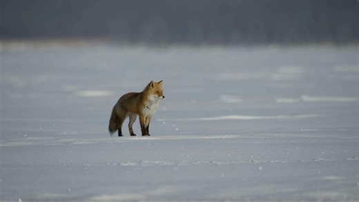 How foxes outsmart world's heaviest raptor in quest for food