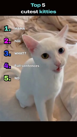 Top 5 Kitties That Meow Like People 😳🐱