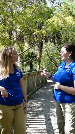 Also called yellow garden spiders, writing spiders spin their webs in sunny areas, using plants to anchor them. The spiders create zig zag patterns in the center of their webs – the “writing” in the webs. #NCSpiderSearch #BioBlitz #Spiders #ScienceAcrossNC #iNaturalist | NC Aquarium at Fort Fisher