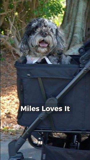 Our Pet Stroller in Action | Features and Fold
