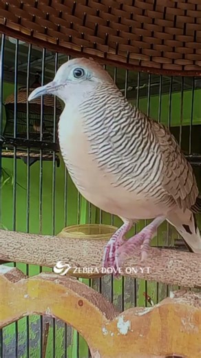 Zebra Dove call Bird sounds for relaxations 140 #birds #birdsounds #birdsoundscape #birdsong #animal
