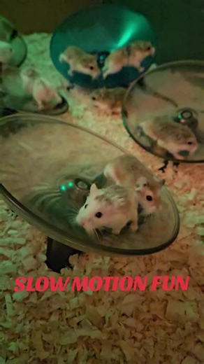 Bluewheel Hoverboard Reset - Slow Motion Fun with Hamster God Rave