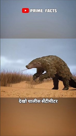 The Incredible Defense of a Pangolin