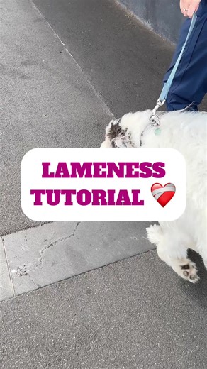 Identifying Pain in Limping Dogs: What to Look For