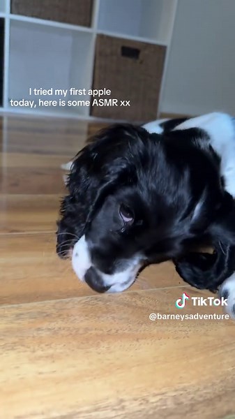 Barney on TikTok