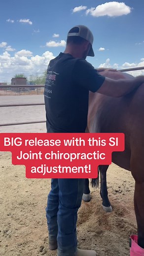Sport Horse Chiropractic on TikTok