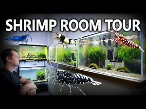 AMAZING Shrimp Breeding Room Tour!