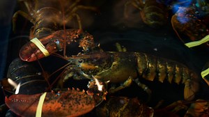 Lobster Tank at Hemenway's Restaurant