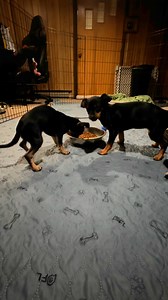 60K views · 776 reactions | The little ladies are very excited for their breakfast. Nothing to see here unless you wanna watch two adorable puppies eat their breakfast. Dogs with cerebellar hyperplasia exhibit neurological challenges due to the abnormal development of the cerebellum, affecting their coordination and balance. #dogLife #CutePups #DogVideo | Larry_the_great_dane | Facebook