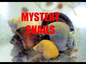 Apple Snail-friend or foe??
