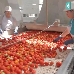 How Tomato Processing is Done Inside The Factory | Engineering Facts