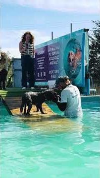 Australian labradoodle Buzz building up his swimming confidence with Terrys help 🐾💦💕🇬🇧