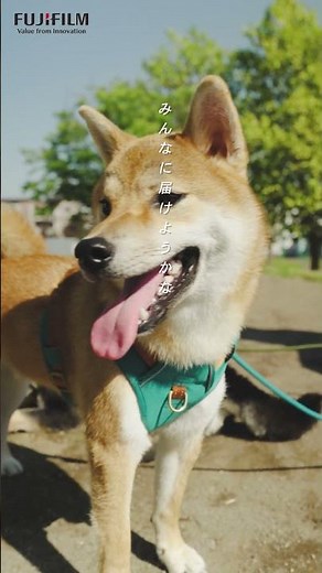 【フジカラー年賀状2026】最高品質の写真仕上げで大切な瞬間を美しく残そう（ペット編）／富士フイルム