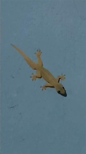 Lizard sounds #Lizard #gecko #short