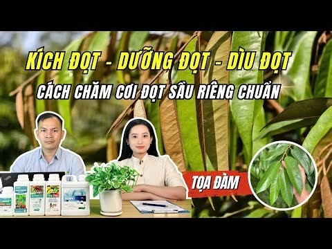 KÍCH ĐỌT - DƯỠNG ĐỌT - DÌU ĐỌT SẦU RIÊNG | Cách chăm Cơi đọt Sầu riêng Chuẩn từ Agrino
