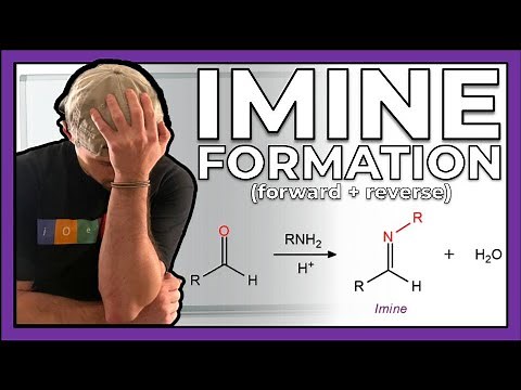 Imine Formation (Mechanism, Forward and Reverse Directions)