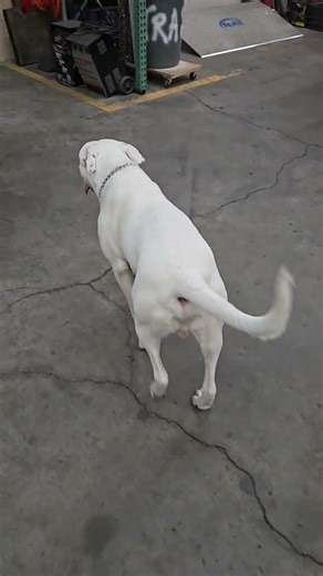 Shop Dogs first day!