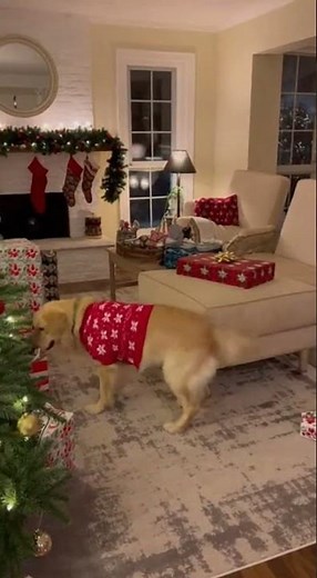 Cat Attacks Christmas Tree Funny Dog and Cat Christmas Moments #everydayischristmas #funny