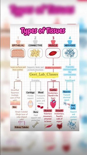 TISSUE #types #tissue #bodytissue