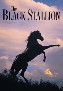 The Black Stallion
