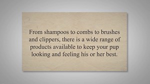 The Most Popular Dog Grooming Supplies to Buy in Bulk