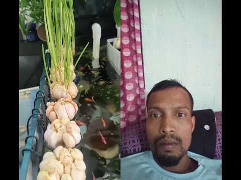Grow Garlic and Raise Fish in One Tank | Easy Aquaponics Idea