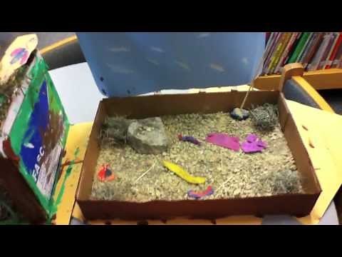 First Grade Habitats