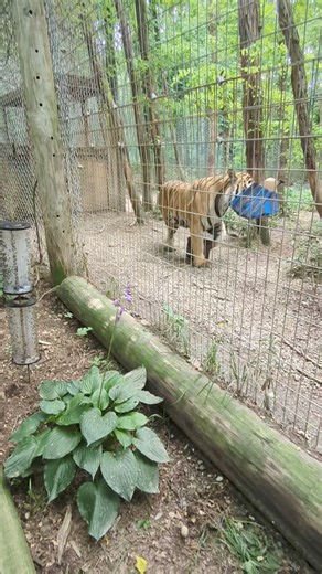 Drago enjoying his enrichment item, a blue and black zebra, made by Camp Roar Campers. | Exotic Feline Rescue Center
