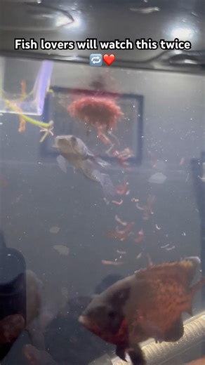 Fish lovers will watch this twice 🔁 #arowana #aquarium #fishkeeping #aquascape #viral #fishshorts