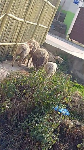 🐑🐏🐏🐑🐑Captured While. Visiting Naaghdaha, Dhapakhel Lalitpur 🇳🇵🐏🐑