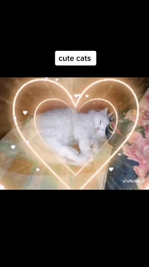 F(FSMR)R على TikTok