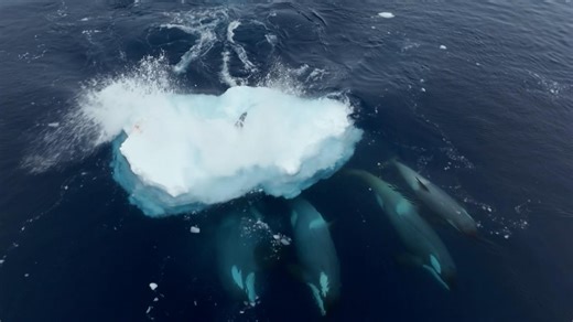 What Is Wave Washing: How Killer Whales Hunt Seals | WHYY