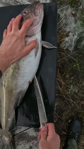 What does a cod eat? #spearfishing #fishing