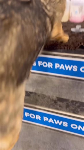 Protection training doesn’t make dogs dangerous. Poor temperament does. | K9 Force Working Dog Club