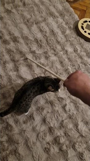 The Hilarious Story of Cosmo the Cat