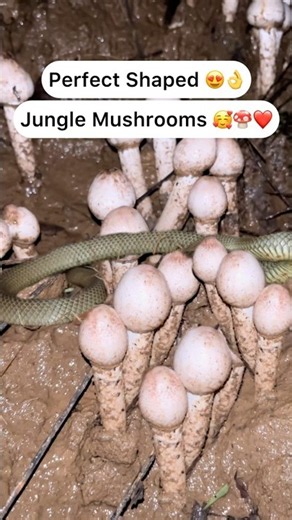 Wild Mushrooms 😋😍🍄❤️ #trending #youtubeshorts #viral