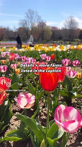 25K views · 209 reactions | U-PICK FLOWER SEASON!! Check out these...